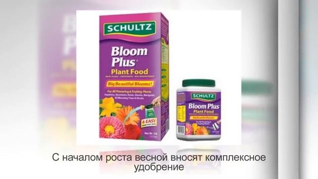ПЛЮМЕРИЯ, франжипани или ДЕРЕВО ЖИЗНИ. Уход и разведение в домашних условиях
