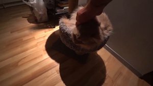 Домашние будни / Несколько интересных фактов о нас