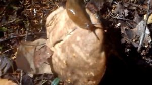 Слизень на грибе!