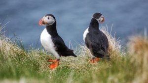 Nat Geo Wild Дикая природа Шотландии Высокогорье. Горцы   Wild Scotland. Highlands