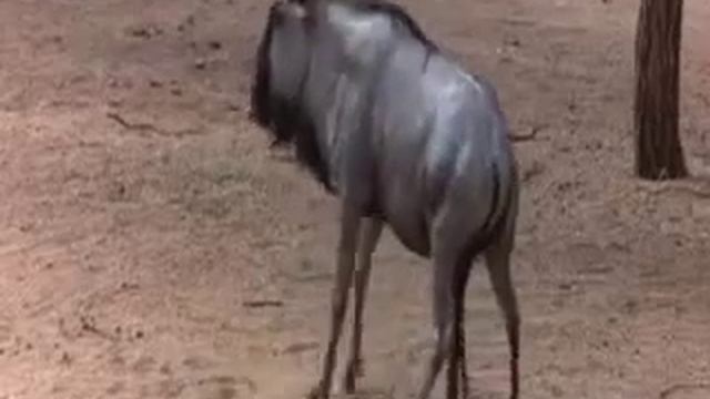 'Пьяные' плоды марулы смотреть онлайн