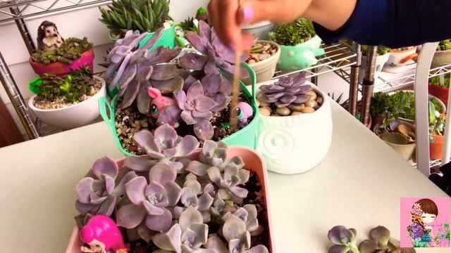 GRAPTOPETALUM ROSA DE MÁRMOL ROSADA 💖 смотреть онлайн