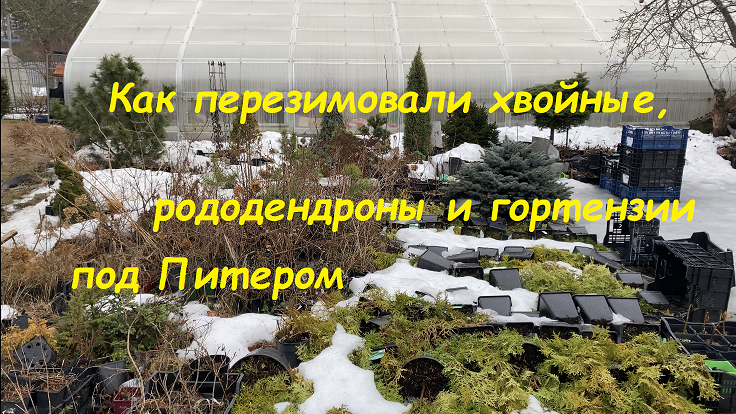 Как перезимовали хвойные, рододендроны и гортензии под Питером