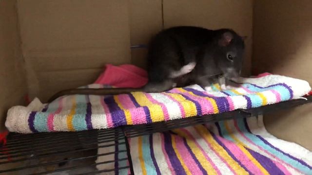 Выгул и лакомства для крыс ? смотреть онлайн