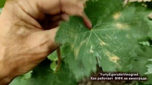 ?Не применяйте МОНОФОСФАТ КАЛИЯ на винограде пока не посмотрите этот ролик/Как МФК искореняет милдь