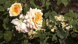 Rose Grace Auskeppy David Austin rose