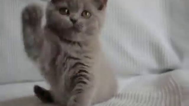 Лиловый британский котенок кошечка Диадема в питомнике British House смотреть онлайн