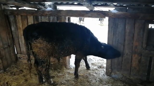 Сколько нужно корма бычку от 0 до 12 месяцев??? смотреть онлайн