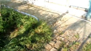 марта озорует.