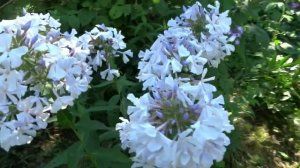 Флокс НЕБЕСА - обзор, описание, цветение, отзыв.