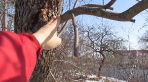 Обрезка старой яблони для получения черенков