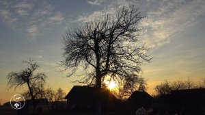 Весеннее УТРО В ДЕРЕВНЕ | Звуки Деревни и Звуки Села Ранней Весной, птицы поют, пение петуха