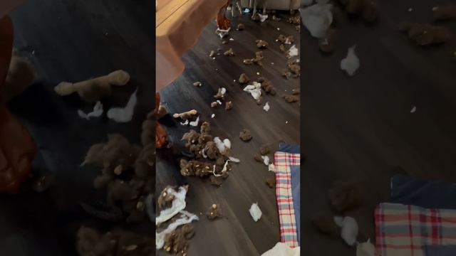 Weimaraner puppies having too much fun destroying lazy boy