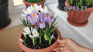 Посадка луковиц в горшок для балкона. Гиацинты, тюльпаны, крокусы, нарциссы, мускари, пролески. 202