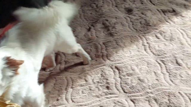 Кастропуло питомник чихуахуа и той-пудель Кастропуло Крым ☺️ смотреть онлайн