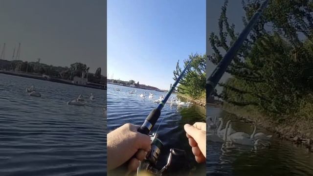 Ловля лебедей на тройники...((( смотреть онлайн