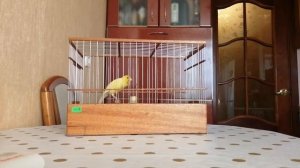 Кенар Чибизова Е.А. №417/2021 после паровки