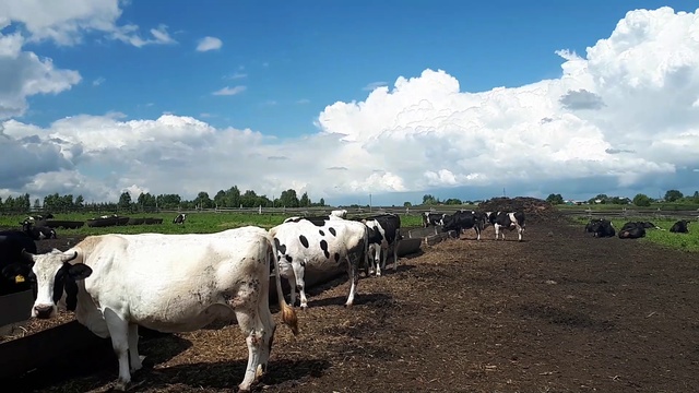 Распродажа черно пестрой породы КРС. Молочная порода скота.  +79656176005 WhatsApp пишите.