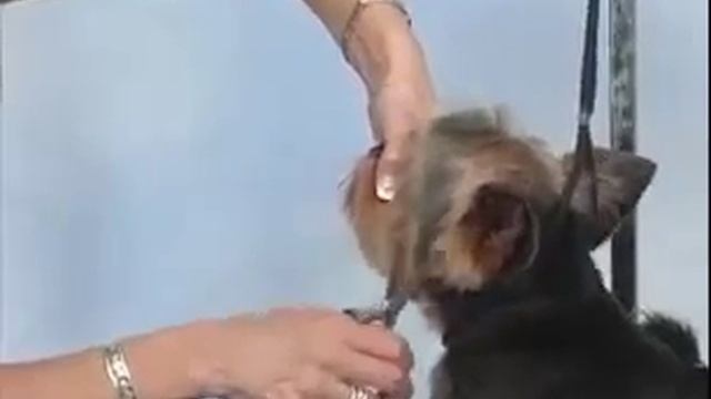 Стрижка головы йорка, оконтовка смотреть онлайн