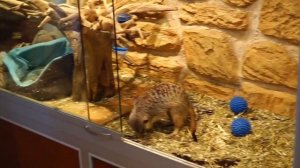 Сурикаты обзор ,сурикаты дома