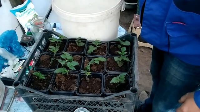 Профилактика от корневых гнилей саженцев ежевики и малины смотреть онлайн