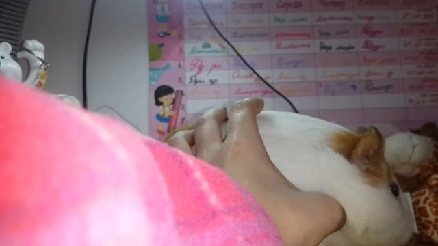 расказ как лечить болезнь морских свинок ХАЙЭЛИТ смотреть онлайн