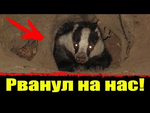 ⚡️ Охота на барсука с норными собаками. Норная охота. Нора барсука. Охота 2021. смотреть онлайн