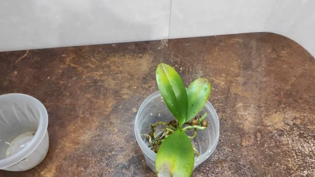 25.02.21.ОРХИДЕЯ Masterpiece пересадка.. и что за пятна на листиках? смотреть онлайн