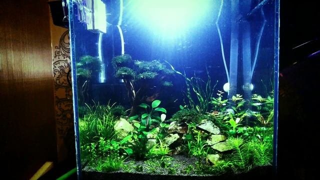 уход за растениями/аквариумные растения/стрижка растений/plant Care/aquarium Plants