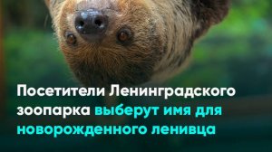 Посетители Ленинградского зоопарка выберут имя для новорожденного ленивца