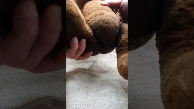 Довоенный плюшевый медведь на дисках. Высота 42 см. смотреть онлайн