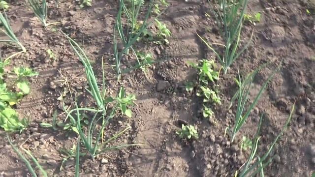 Я в шоке!!! Колорадский жук скоро сожрет все! смотреть онлайн