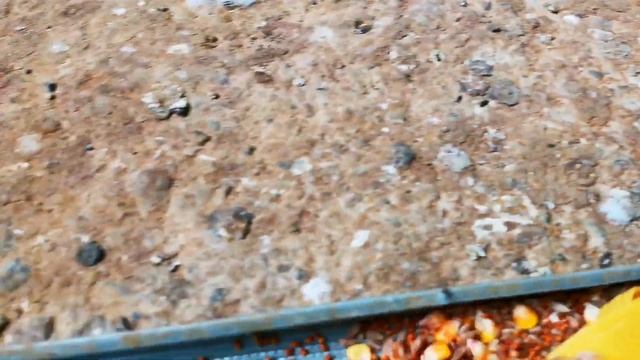 Вечер кормление голубей. Pigeon feeding evening смотреть онлайн