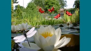 ЛИЛИИ ДЛЯ ЛИЛИИ