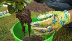 Как посадить рододендрон и все сделать правильно?