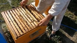 Изоляция матки на зиму Июльский расплод в зиму