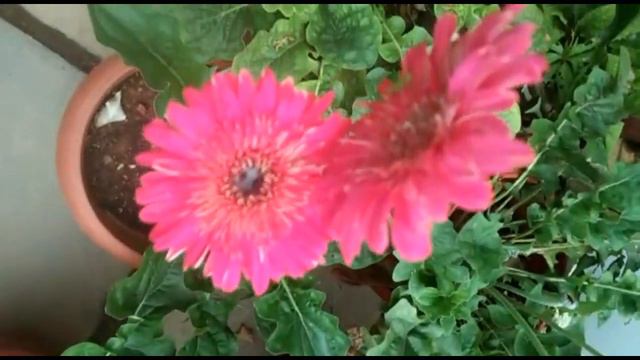 Flowering plants caring in rainy season/gardening/malayalam /adenium and rose caring/gardening idea