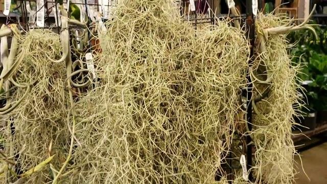 Самый выгодный продукт для выращивания на Гавайях