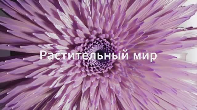 Растительный мир смотреть онлайн