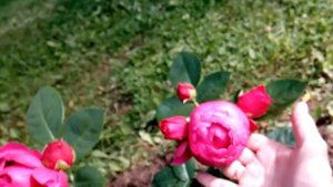 Обзор розы "Аскот" (Ascot)