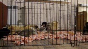 маленькие девочки колли