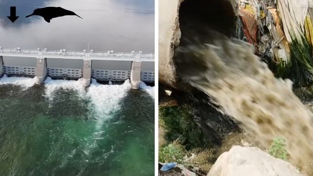 Удивительные Животные На Грани Вымирания смотреть онлайн