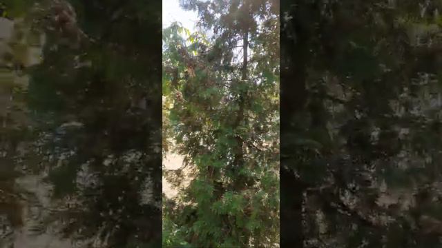 Дзержинск. Проспект Чкалова. Курдонёр летом. 06.07.2022 смотреть онлайн