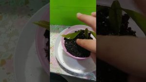 Сажаем росток Манго