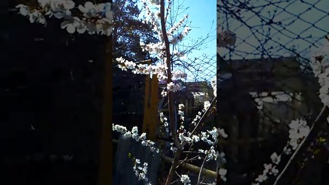 Абрикос "Сейнец Академик" Пермский край г.Чайковский смотреть онлайн