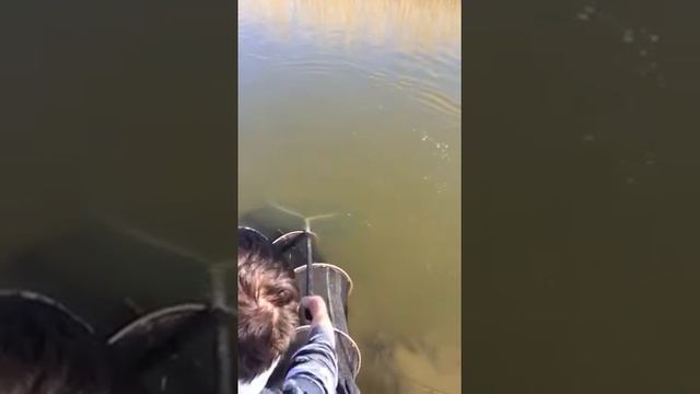 река кума, весна 2018 смотреть онлайн