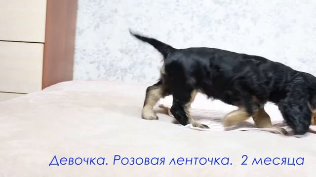 Девочка. Розовая ленточка. 2 мес
