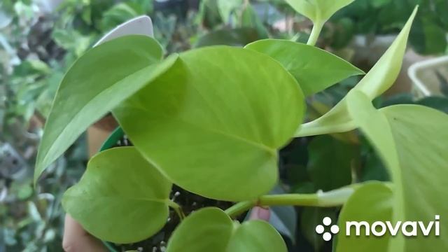 Излишки комнатных растений. Цветы почтой. 11 мая 2023 г