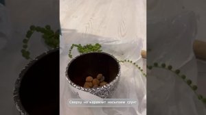 Пересадка крестовника Роули.