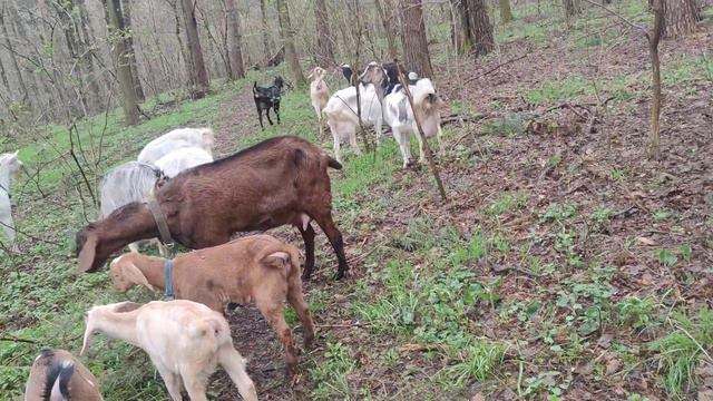 чи можна козі молозиво і жом відповіді на коментарі смотреть онлайн
